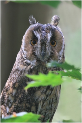 <p>KALOUS UŠATÝ (Asio otus) Zoo Děčín</p>